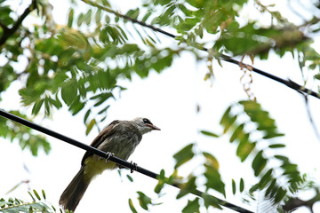 Yellow - vented bulbul
