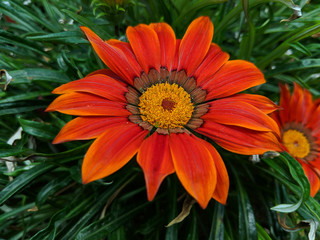 Close up shot of Gazania New Day Red Shades (African Daisy)