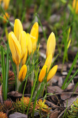 Fototapeta premium Yellow buds of crocus or shafran spring flower 
