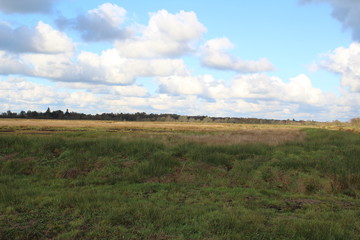 Obraz premium A sunny day in the bog in East Friesland