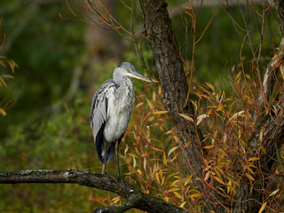 Grey Heron (Ardea cinerea)