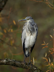 Grey Heron (Ardea cinerea)