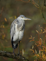 Grey Heron (Ardea cinerea)
