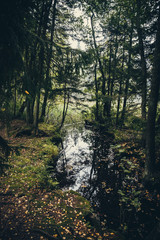 Obraz premium Little lake in the forest