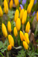 Fototapeta premium Yellow buds of crocus or shafran flower close up