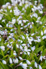 Puschkinia scilloides libanotica spring blue white flowers vertical