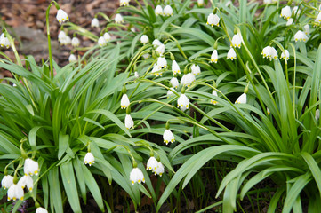 Obraz premium White snowdrops or galanthus plant