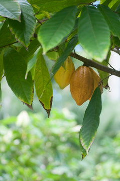Cabosse De Cacao Sur Un Cacaoyer