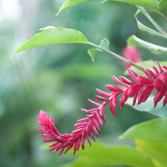 Fleur des antilles Alpinia