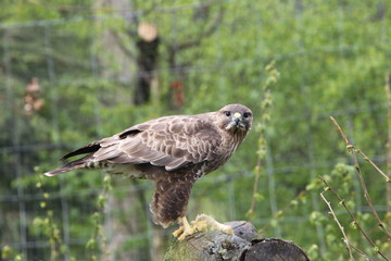Buzzard