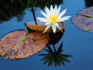 White water lily and lily pads on pond