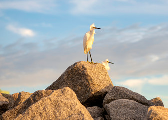 Birds on the rocks, white snowy egrets