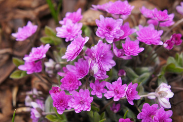 Hepatica nobilis rosea plena  pink-red spring flowers