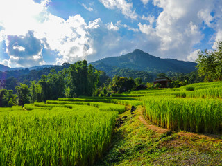 The step rice field in north of Thailand