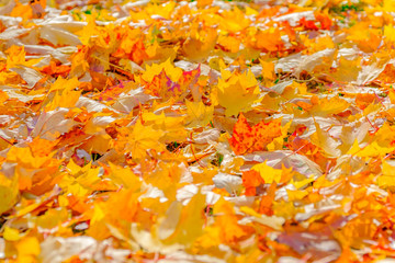 Colorful beautiful fallen leaves from trees in autumn park.