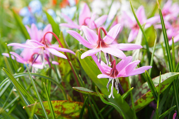 Erythronium dens-canis or the dog's-tooth-violet  pink flower with green grass 