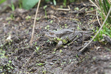 Common Toad