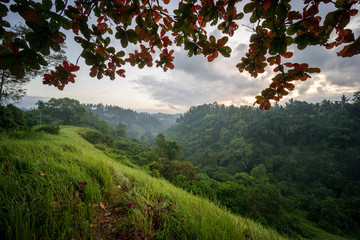 Campuhan Ridge Walk