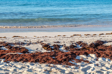 Seaweed washed up on a sandy beach on the island of Barbados
