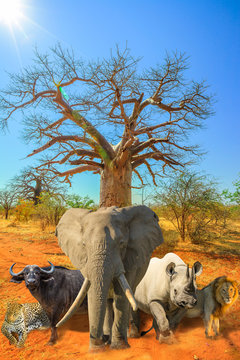 Fototapeta African baobab tree with Big Five collage: Leopard, Buffalo, Elephant, Black Rhino and Lion in savannah landscape. African safari scene with wild animals. Blue sky. Vertical shot. Dry season.