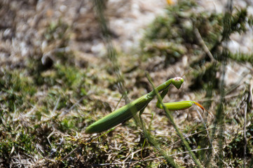 Close up of a mantis, head facing toward the camera