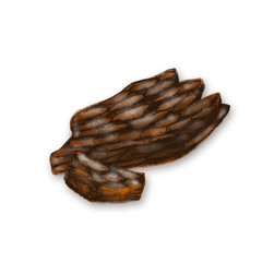 Oak hand drawn illustration watercolor style isolated on white background