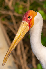 A close-up of a  Yellow-Billed Stork (mycteria ibis) shows off its beak at sunset