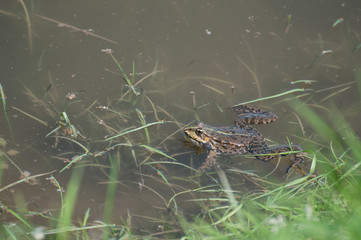 A frog in a lake, hiding from predators