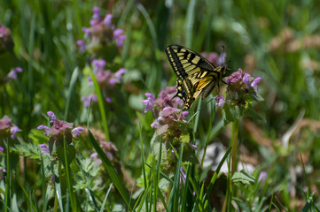 Male swallowtail (Papilio machaon) searching for nectar, protected in some countries