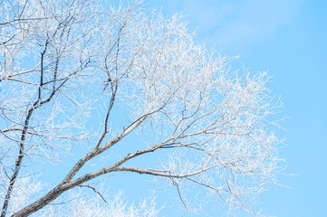 Winter Christmas picturesque background with copy space. Snowy landscape with trees covered with snow, outdoors
