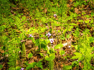 Violet blooming wildflowers in the Meadow