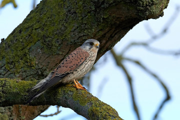 Common kestrel (Falco tinnunculus)