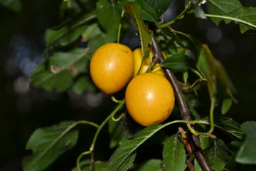 mirabelle plum