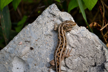 lizard on stone brick