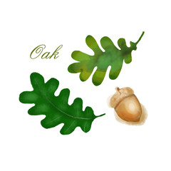 Oak hand drawn illustration watercolor style isolated on white background