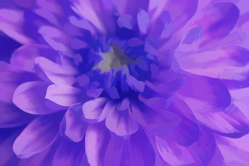Obraz premium Purple chrysanthemum flower closeup