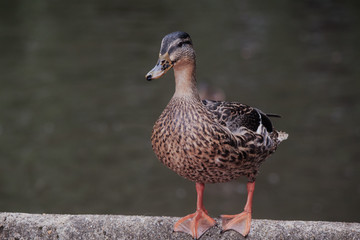 Lonely duck