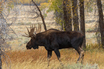 Naklejka na ściany i meble Bull Shiras Moose in the Fall Rut