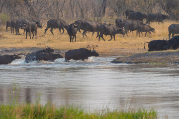 Obraz premium afrikanische Büffel, Syncerus cafferi, ziehen durch den Fluss, Kwando River, Region Sambesi, Namibia
