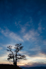 Fototapeta na wymiar On Lake Baikal a lonely tree against the sky during sunset. Shore of Olkhon island