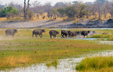 afrikanische Büffel, Syncerus cafferi, fliehen durch den Fluss, Kwando River, Region Sambesi,...