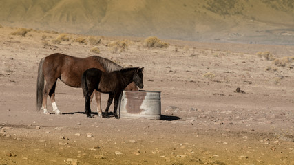Brown wild mustang mare and her black colt in a desert in Nevada, USA, driking water in a metallic water container