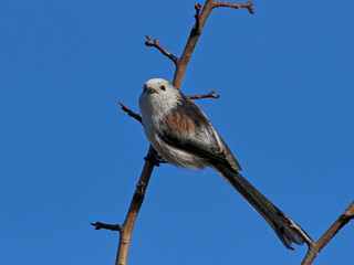 Long-tailed tit (Aegithalos caudatus)