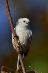 Long-tailed tit (Aegithalos caudatus)