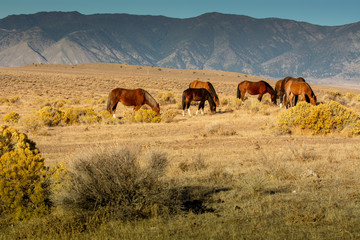 Black and brown wild mustangs grazing in a desert in Nevada, USA with mountains the background