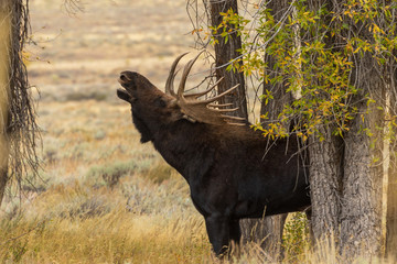 Bull Shiras Moose in the Fall Rut