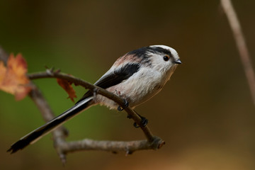 Long-tailed tit (Aegithalos caudatus)