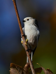 Long-tailed tit (Aegithalos caudatus)