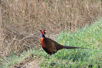 A rooster pheasant © E-lona