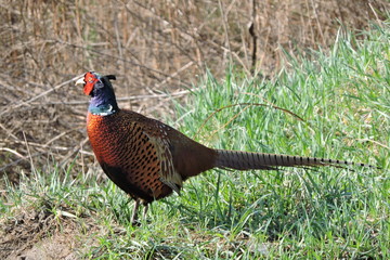 A rooster pheasant © E-lona